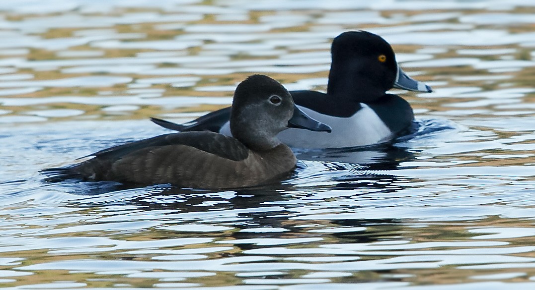 Ring-necked Duck - ML557491561
