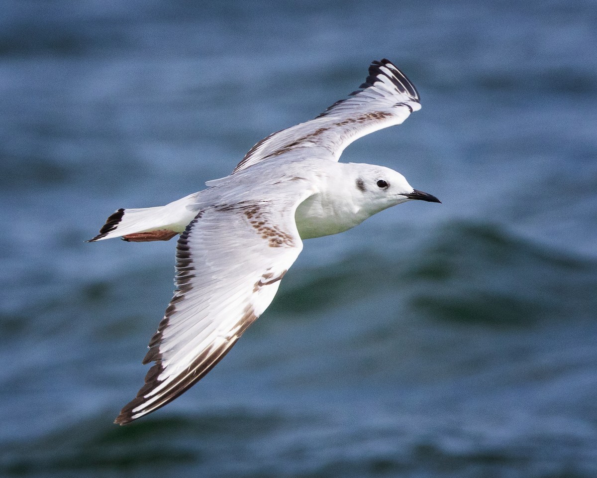 Bonaparte's Gull - Todd Fibus