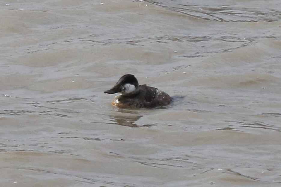 Ruddy Duck - ML557492881