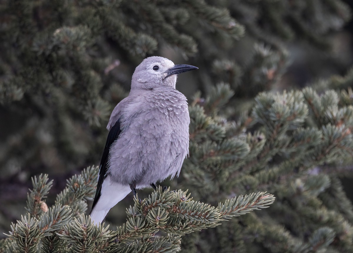 Clark's Nutcracker - ML557492901