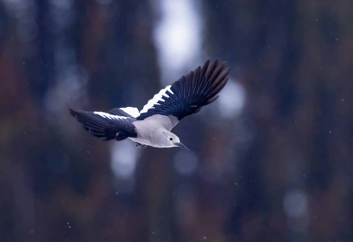 Clark's Nutcracker - Bob Bowhay