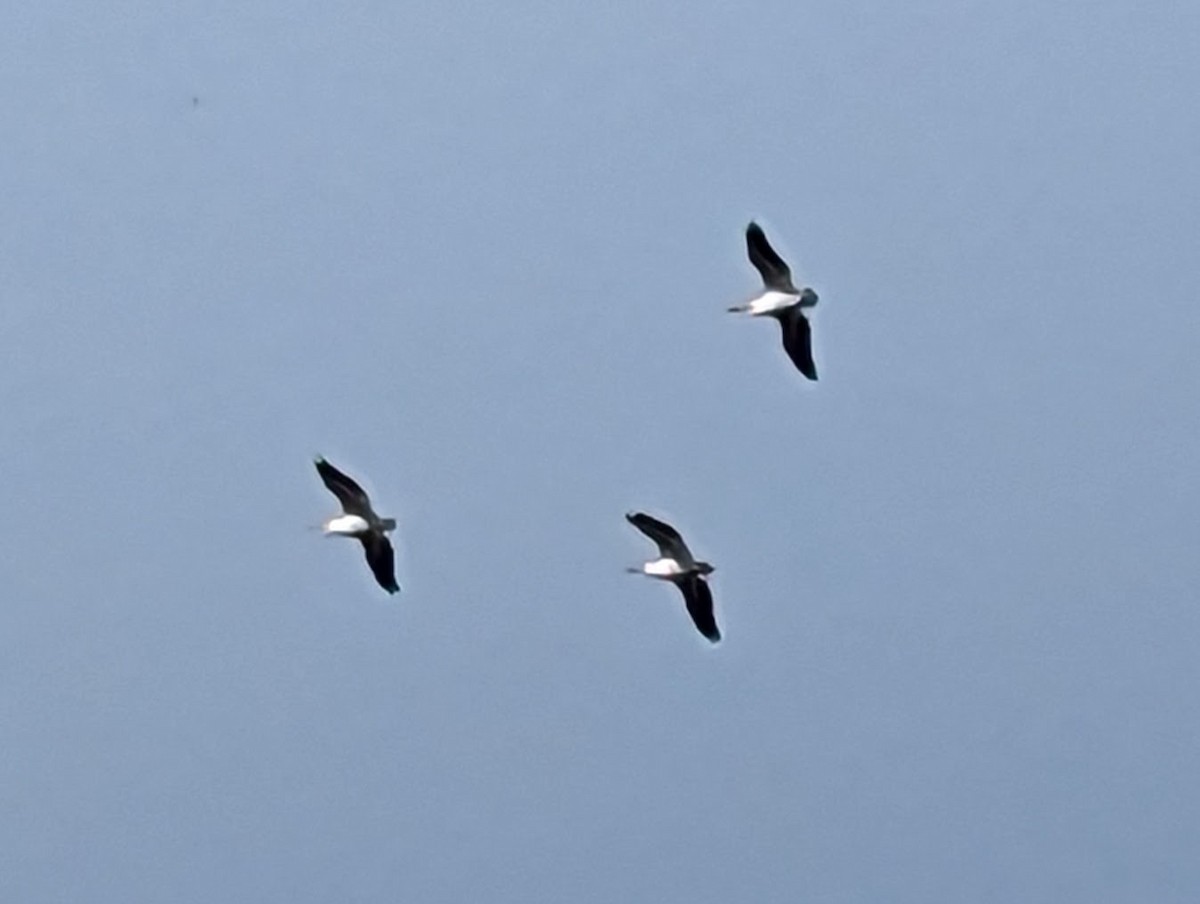 American White Pelican - ML557493811