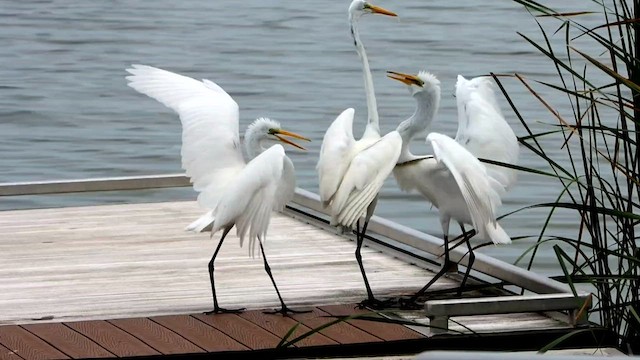 Great Egret - ML557493991