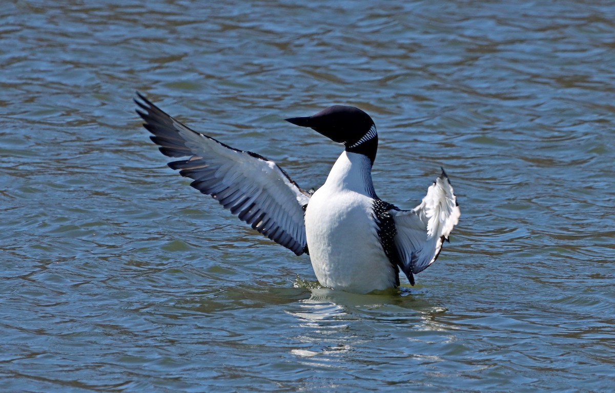 Common Loon - ML557494051