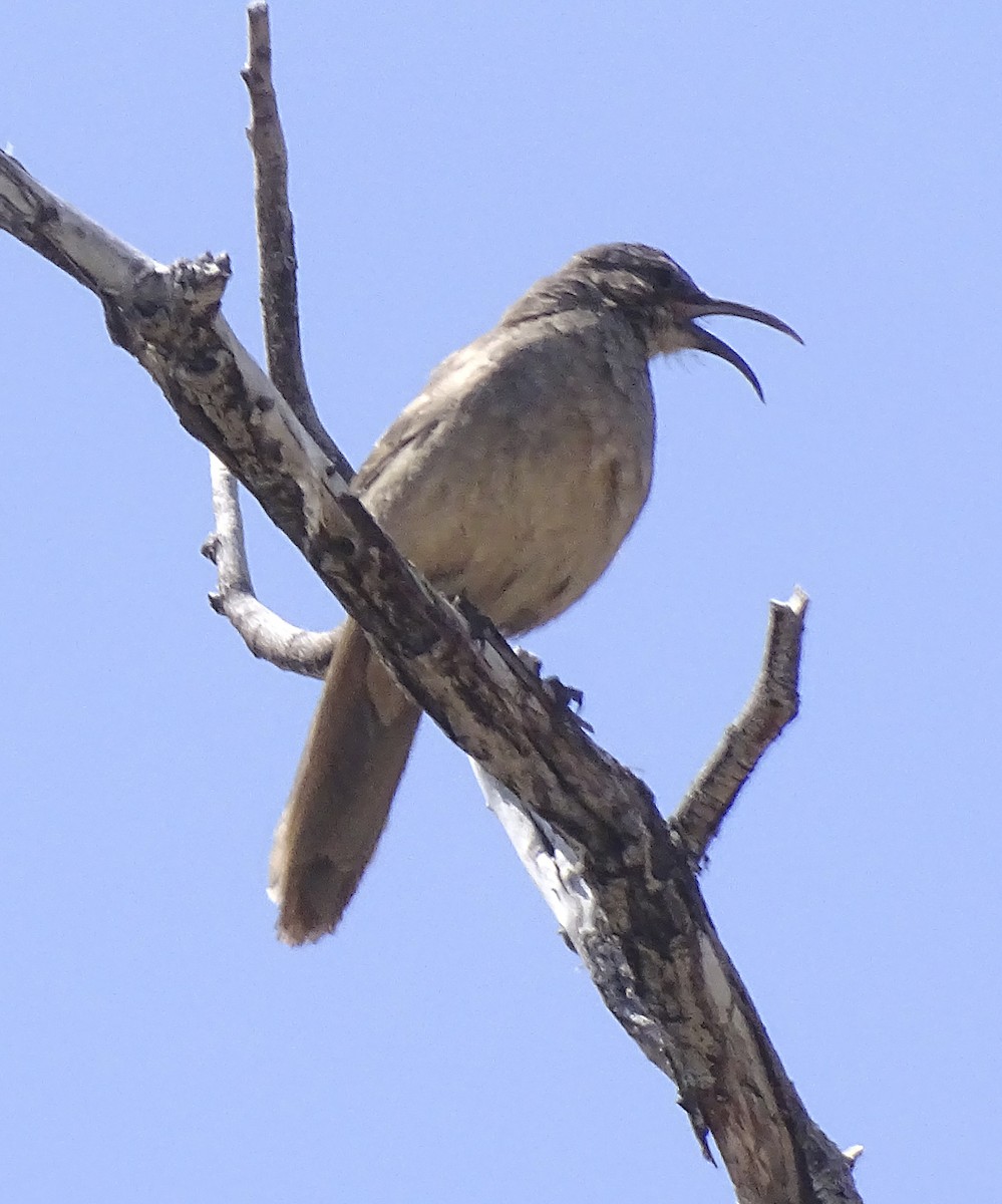 California Thrasher - ML557494991