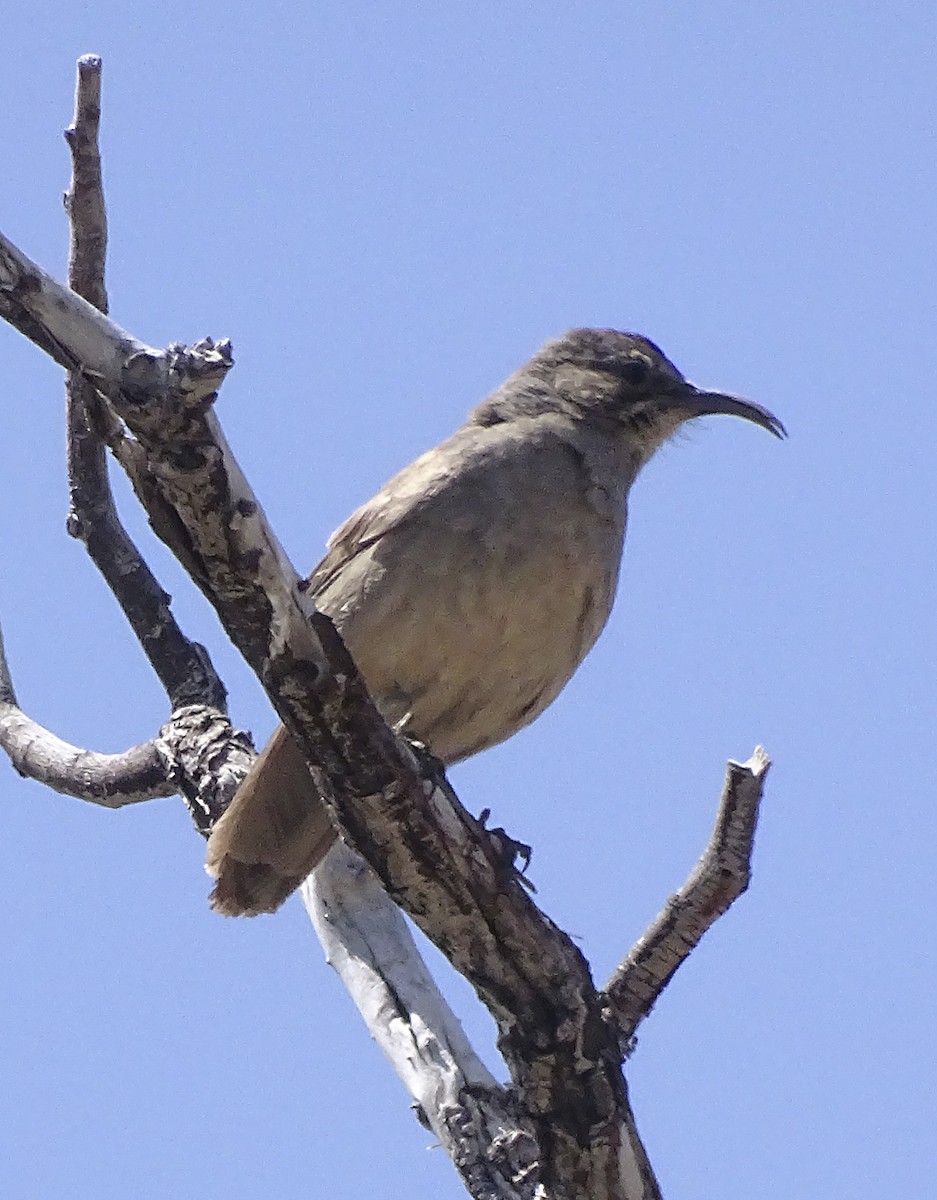 California Thrasher - ML557495001