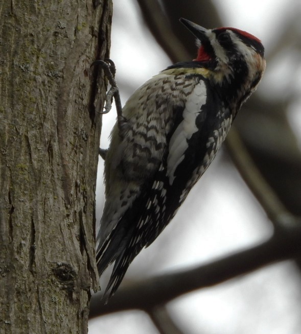 Yellow-bellied Sapsucker - ML557495161