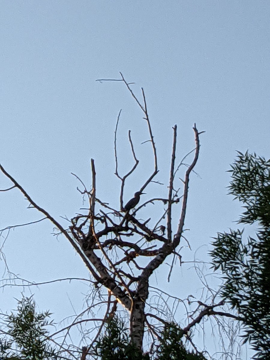 Green Heron - ML557495291