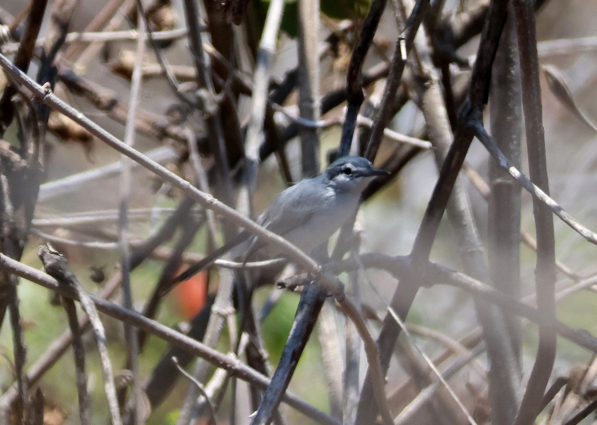 White-lored Gnatcatcher - ML557495991