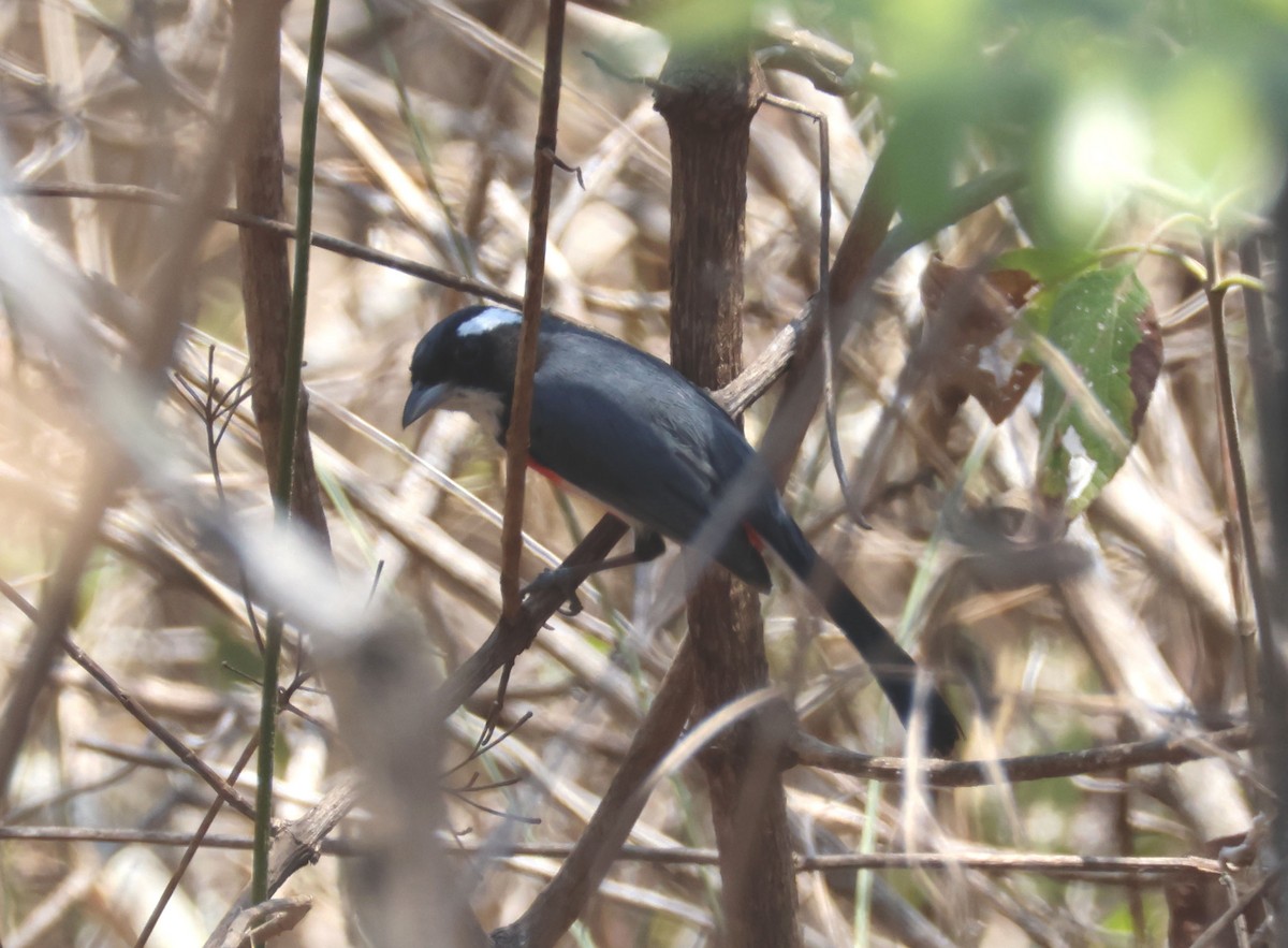 Red-breasted Chat (Red-breasted) - Mark  Brown