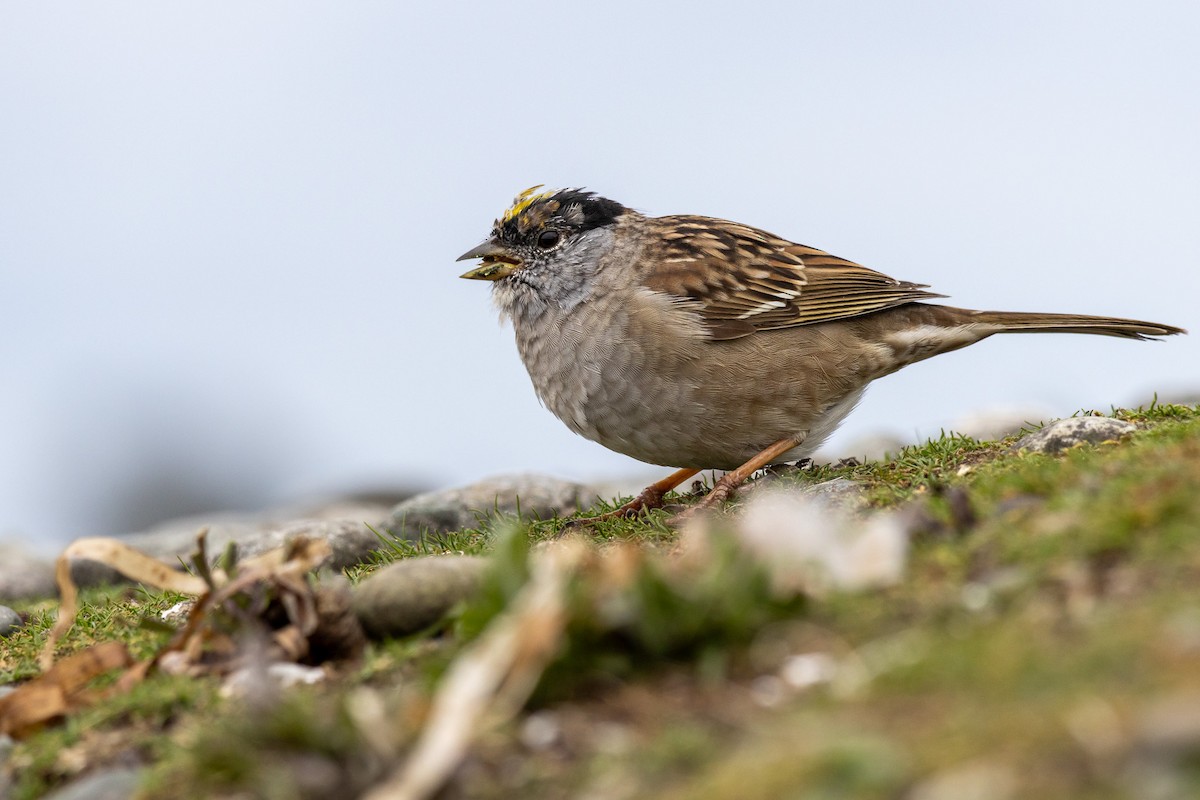 Golden-crowned Sparrow - ML557496031