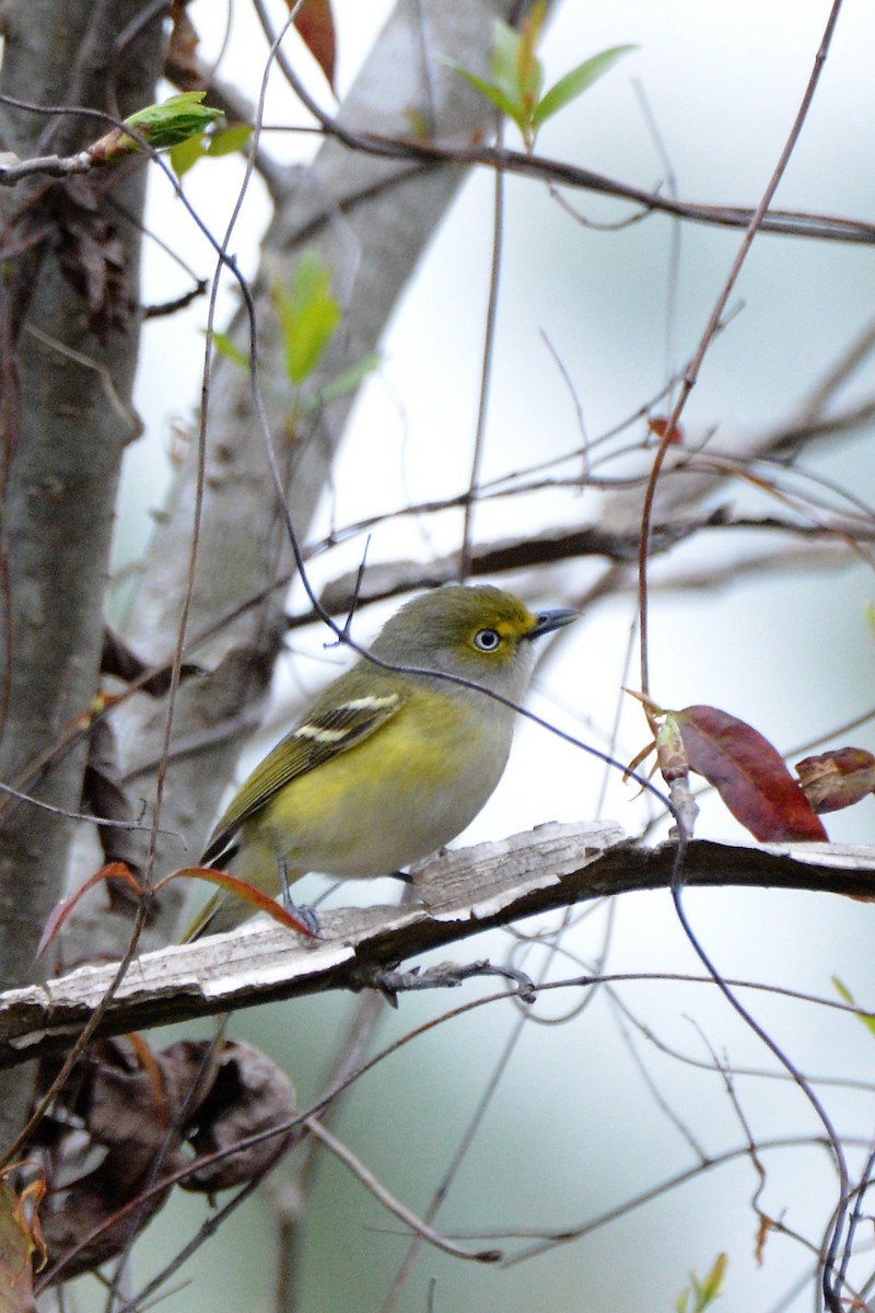 White-eyed Vireo - ML557496361