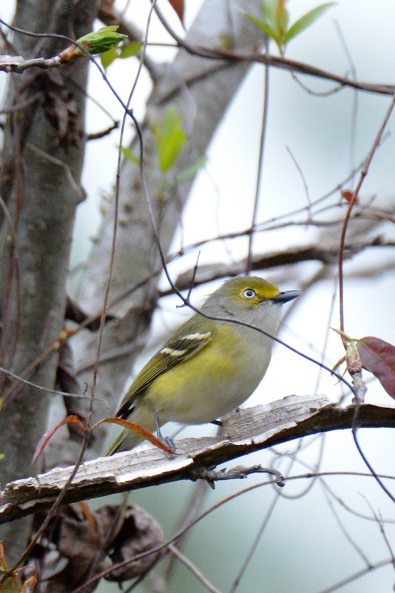 Vireo Ojiblanco - ML557496371