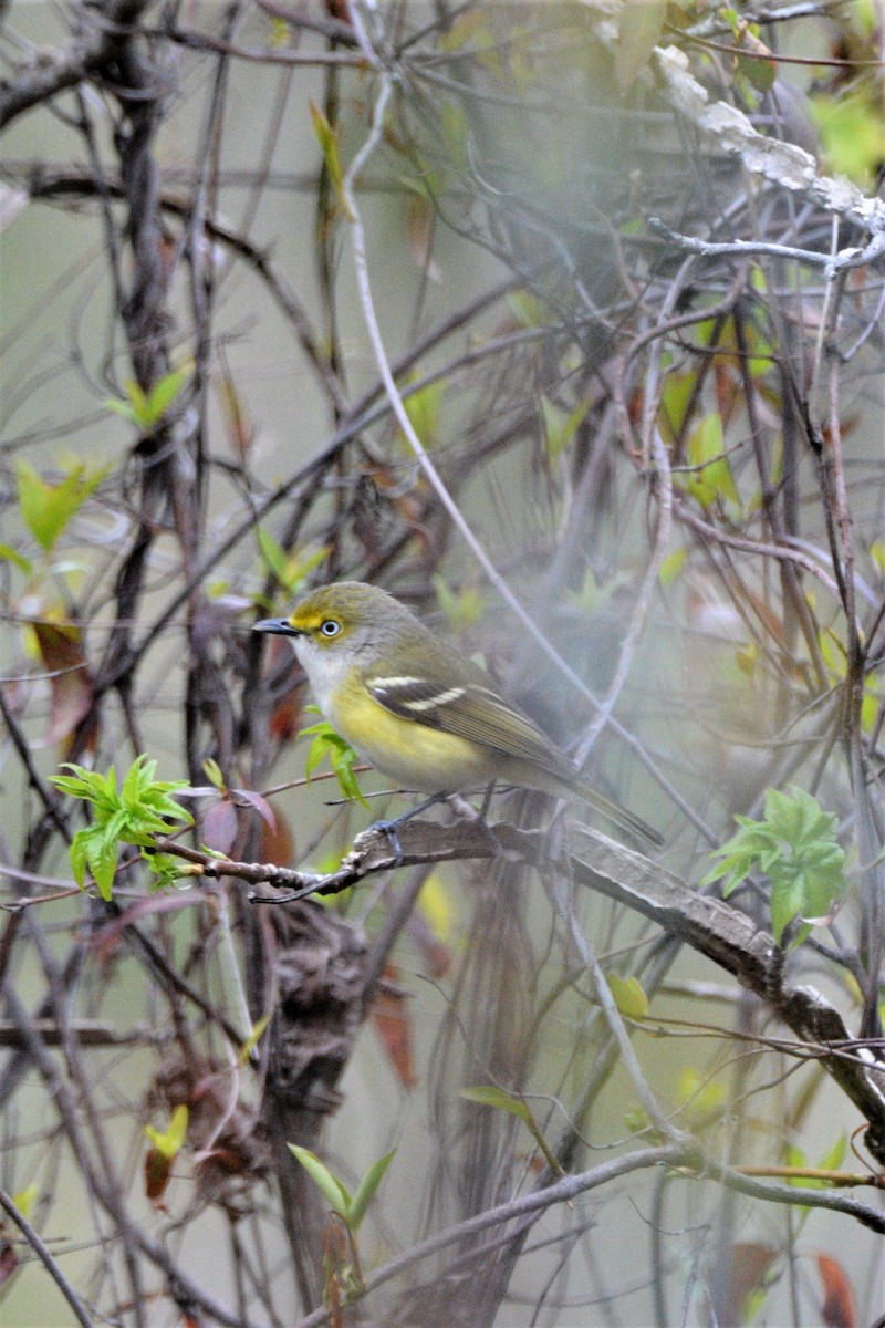 Vireo Ojiblanco - ML557496381