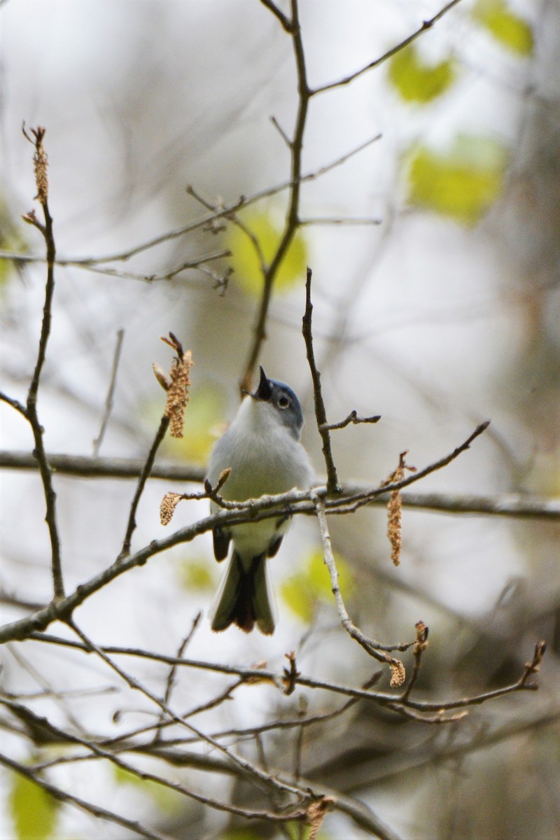 Blue-gray Gnatcatcher - ML557496701