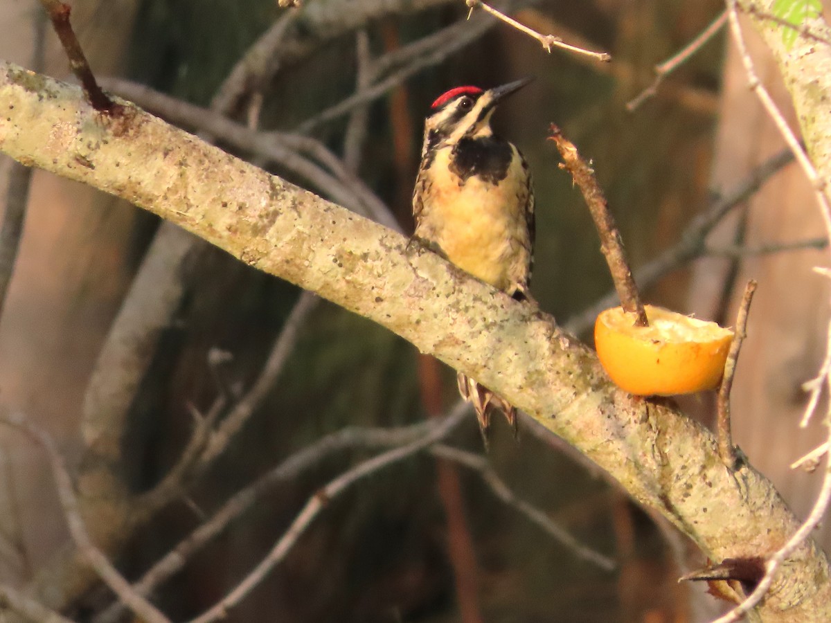 Yellow-bellied Sapsucker - ML557496831