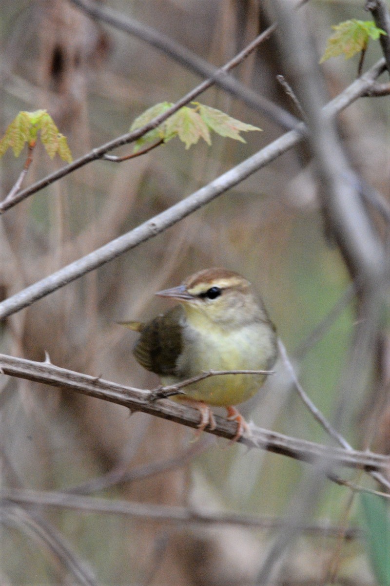 Swainson's Warbler - Louise Hewlett