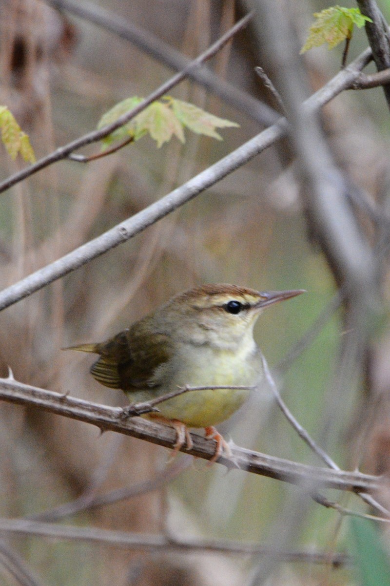 Swainson's Warbler - ML557497201