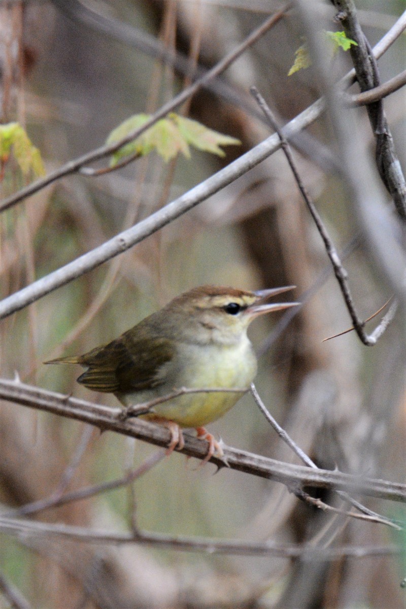 Swainson's Warbler - ML557497211