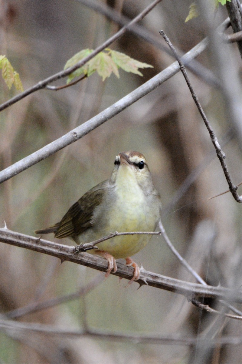 Swainson's Warbler - ML557497221