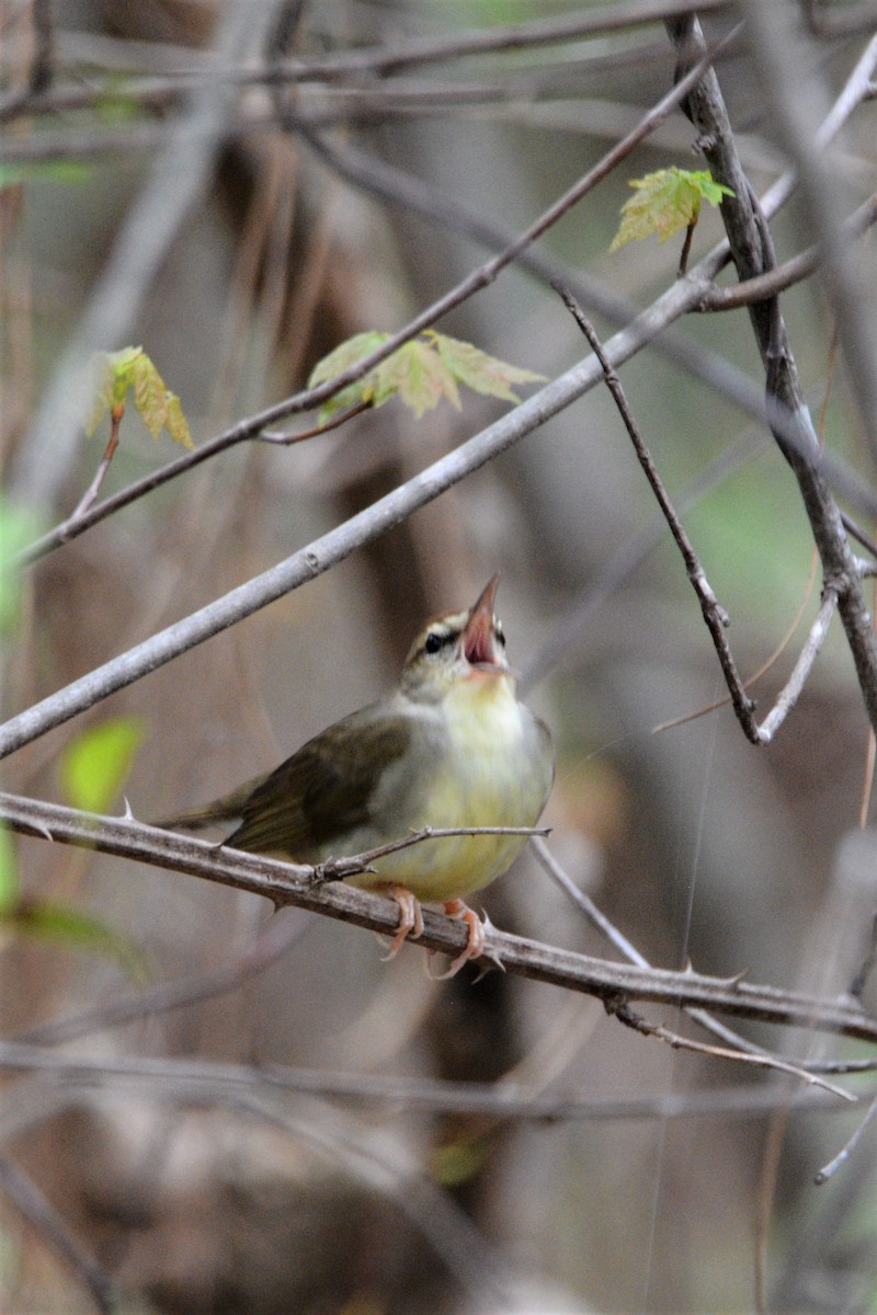 Swainson's Warbler - ML557497231