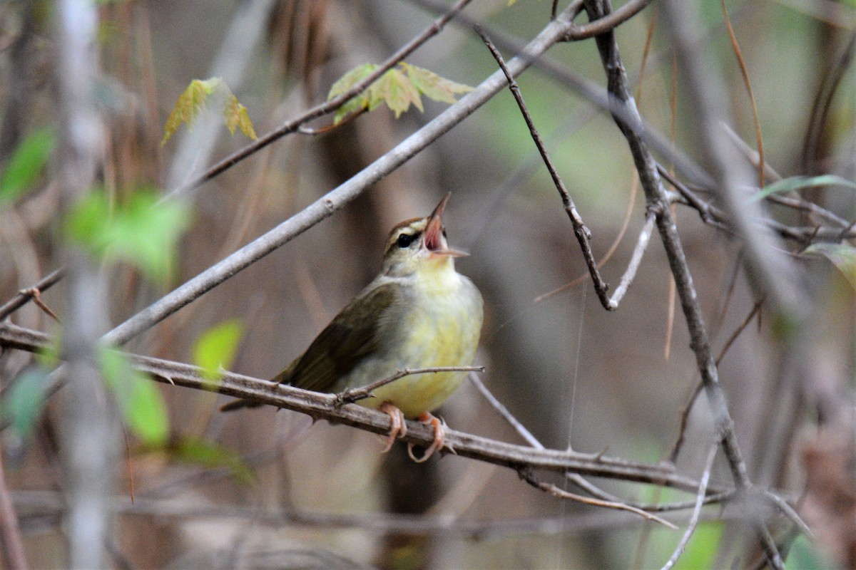 Swainson's Warbler - ML557497241