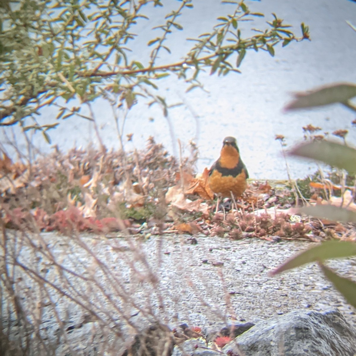 Varied Thrush - ML557497881