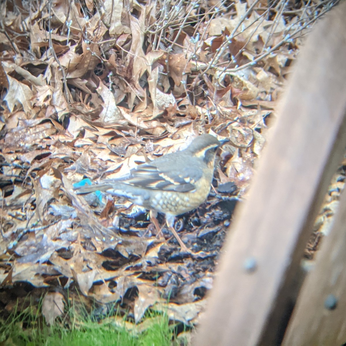 Varied Thrush - ML557497891