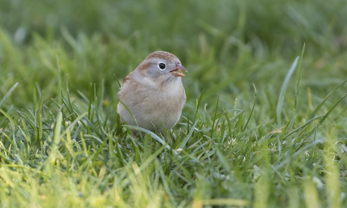 Field Sparrow - Heather Wolf