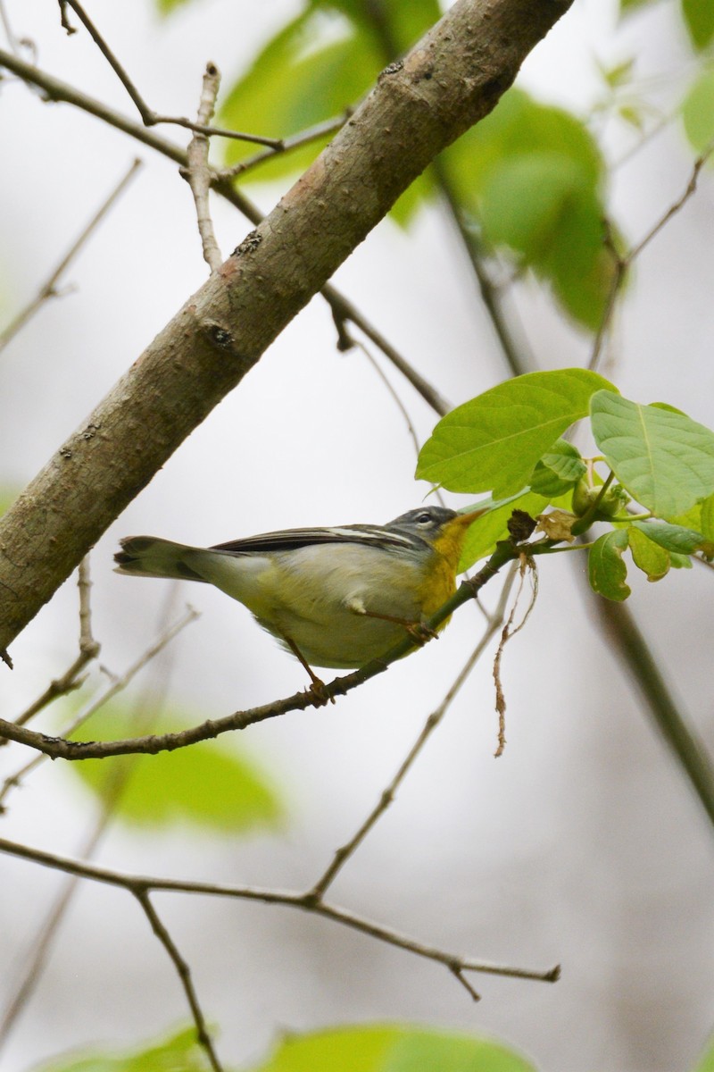 Parula Norteña - ML557498271