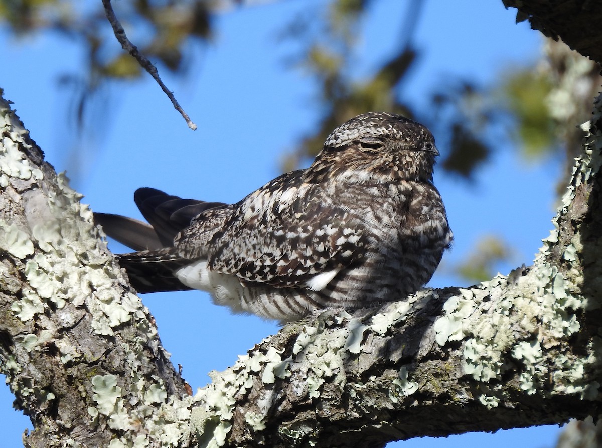 Common Nighthawk - Sheila Klink