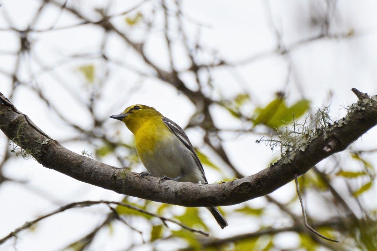 Yellow-throated Vireo - Louise Hewlett