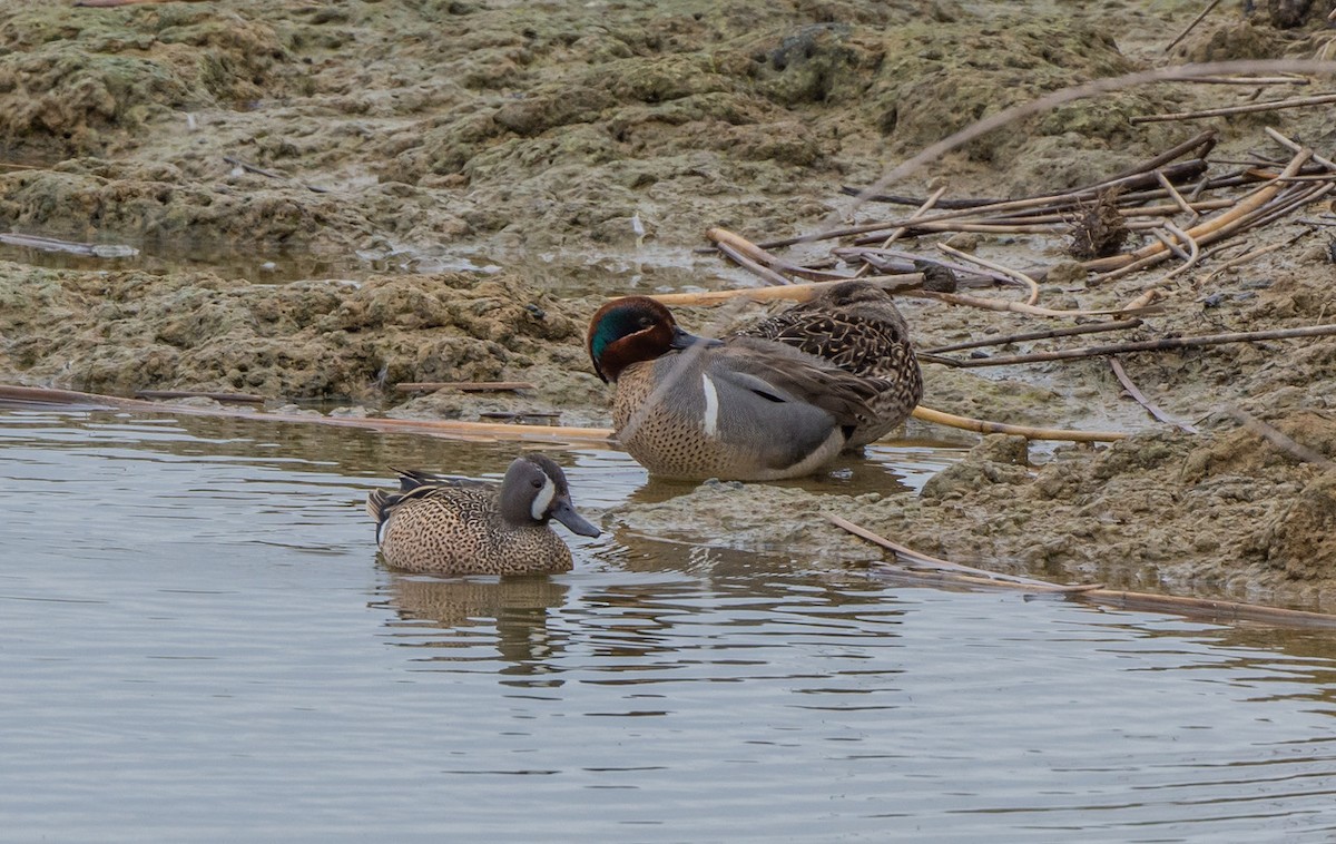 Green-winged Teal - ML557499381