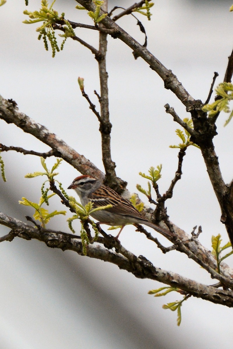 Chipping Sparrow - ML557499451