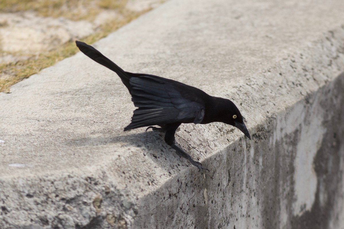 Carib Grackle - ML557499481