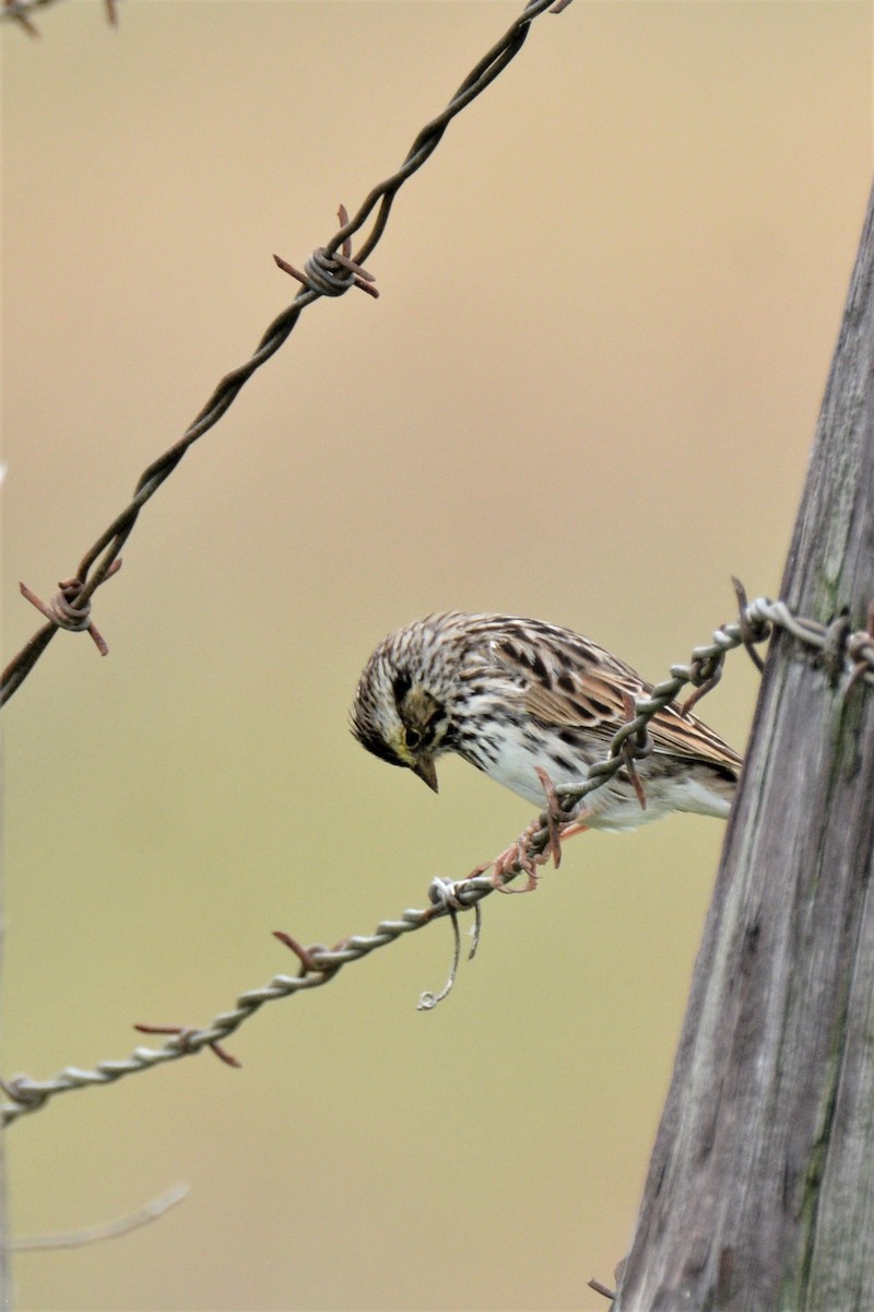 Savannah Sparrow - ML557499621