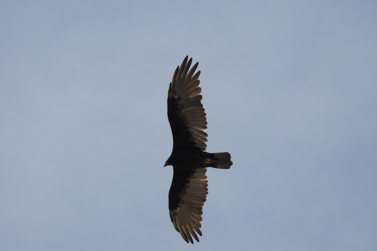 Turkey Vulture - ML557499821