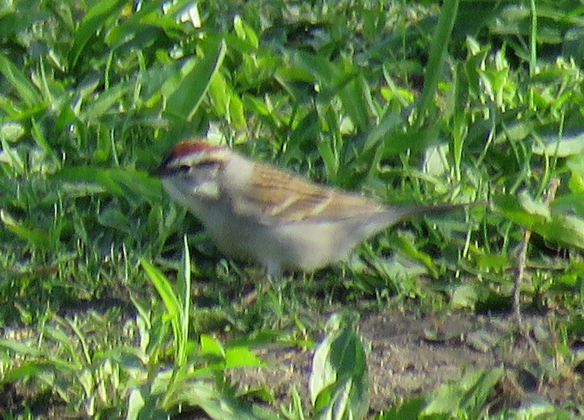 Chipping Sparrow - ML55750151