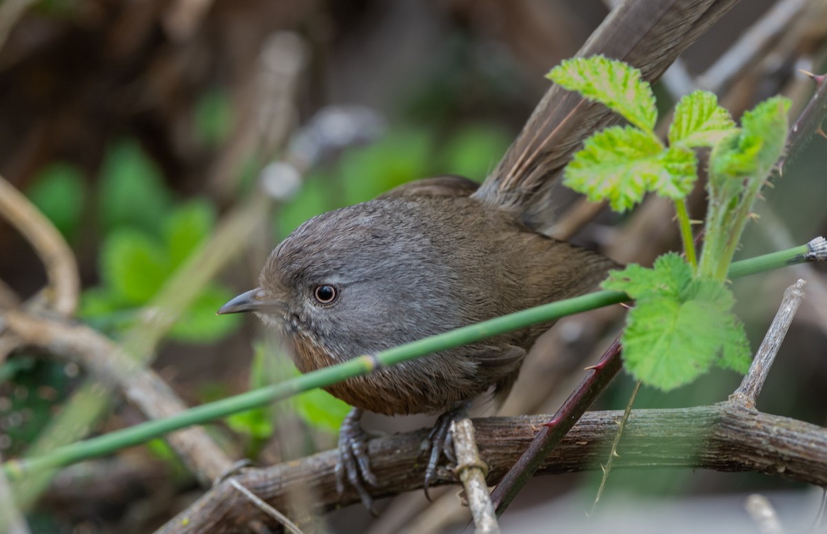 Wrentit - ML557502281