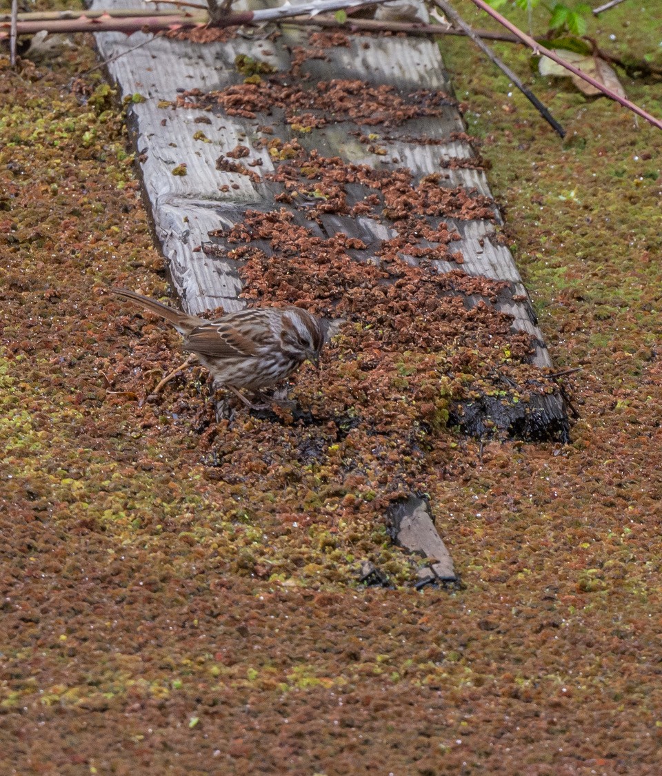 Song Sparrow - ML557502681