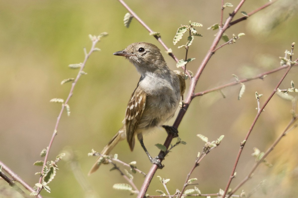 Caribbean Elaenia (Caribbean) - ML557502901