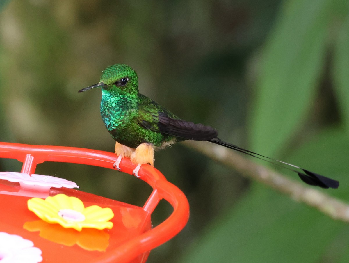 Peruvian Racket-tail - Joan Baker