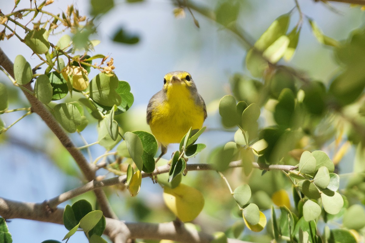 Barbuda Warbler - ML557502951