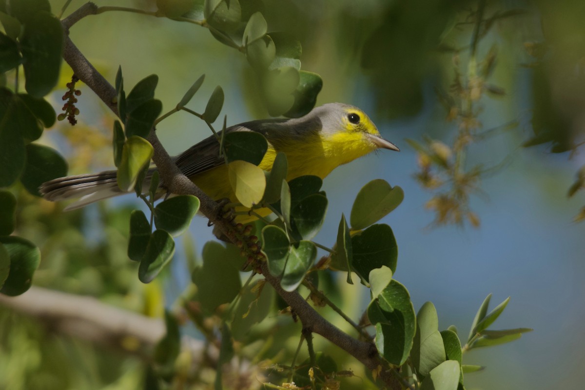 Barbuda Warbler - ML557502991