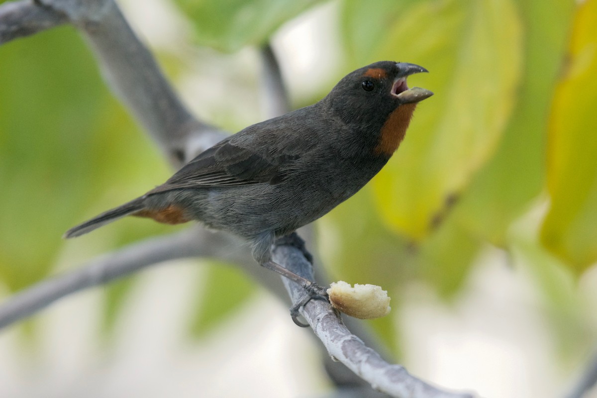 Lesser Antillean Bullfinch - ML557503061