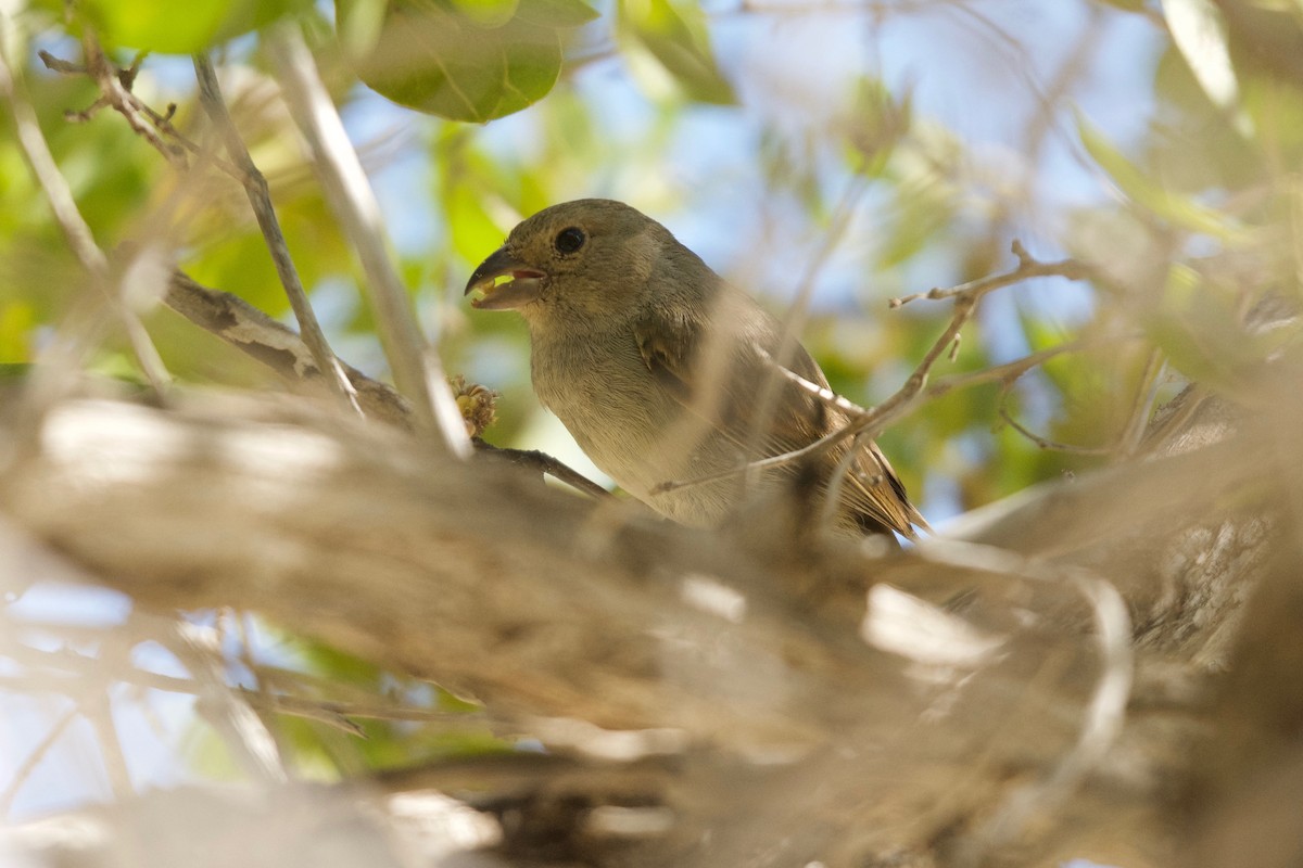 Lesser Antillean Bullfinch - ML557503131