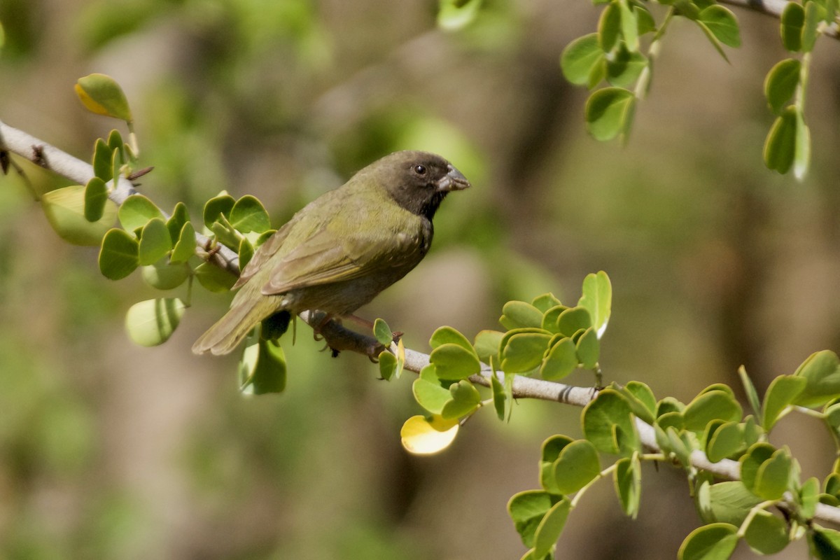 Black-faced Grassquit - ML557503201