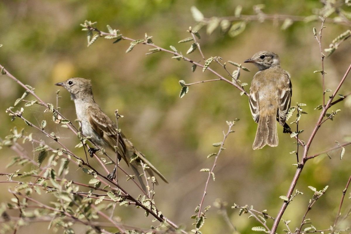 Caribbean Elaenia (Caribbean) - Jan Cubilla