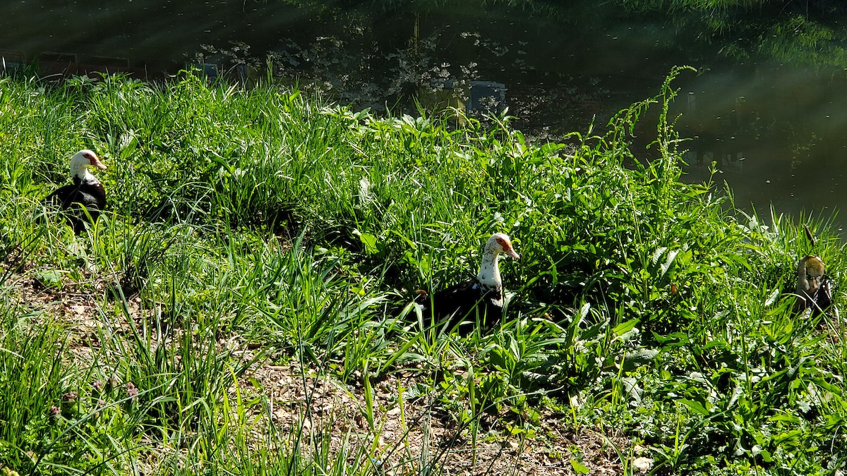 Muscovy Duck (Domestic type) - ML557503361