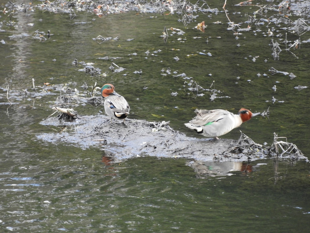 Green-winged Teal - ML557503961